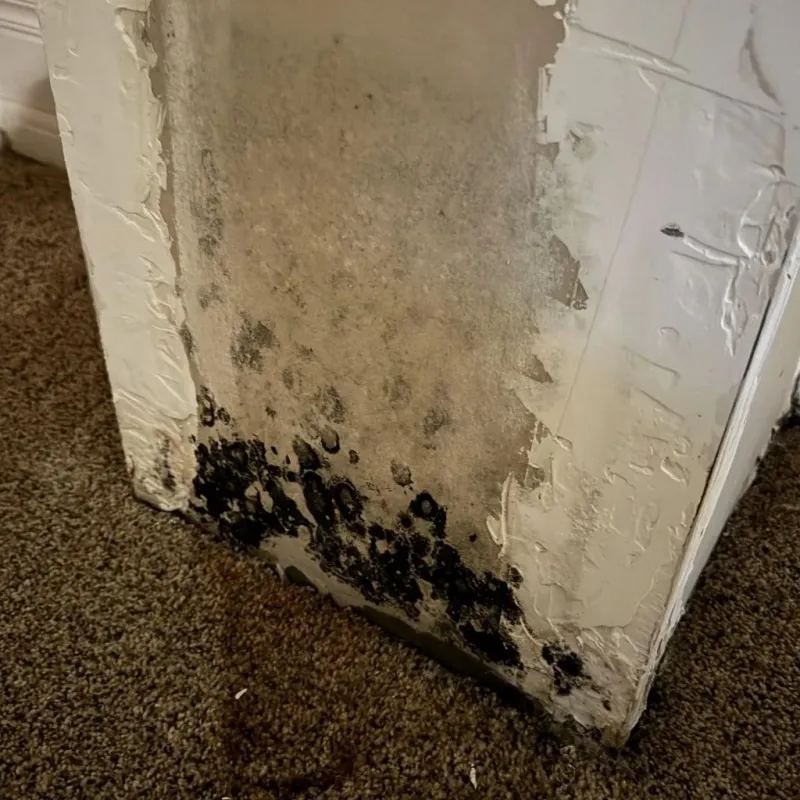 Professional Mold Removal in Morehead City, NC